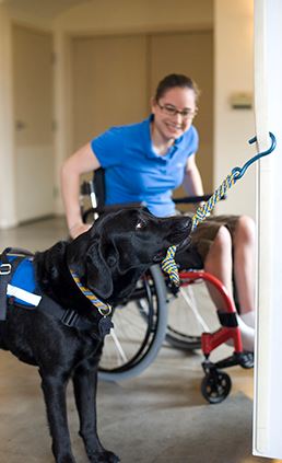 Service Dog  - Tasks Workshop