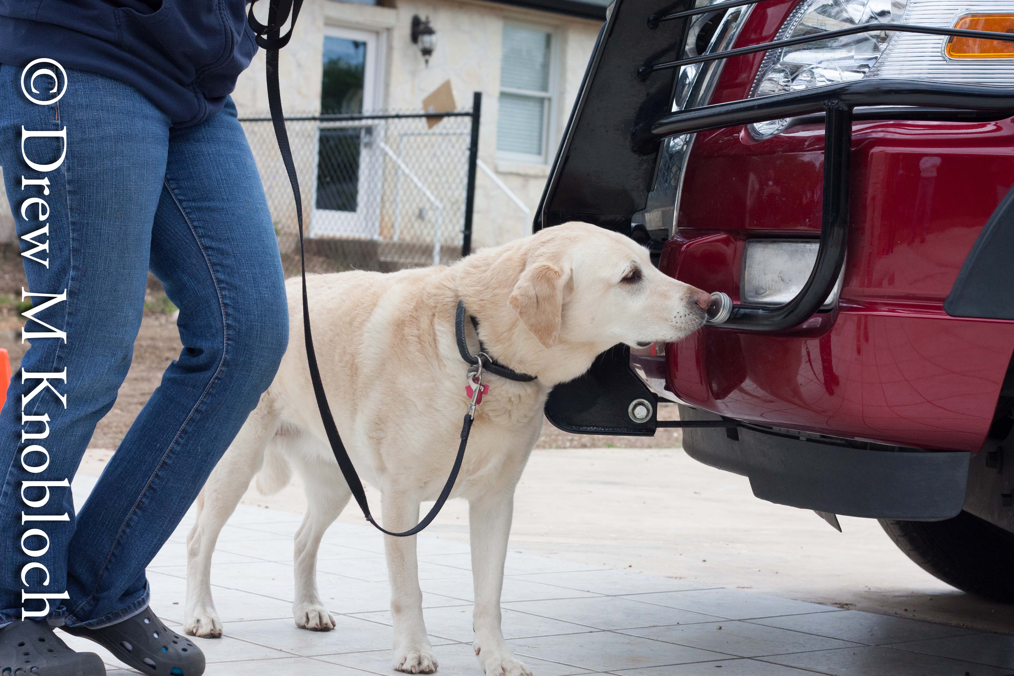 nosework-004439.jpg