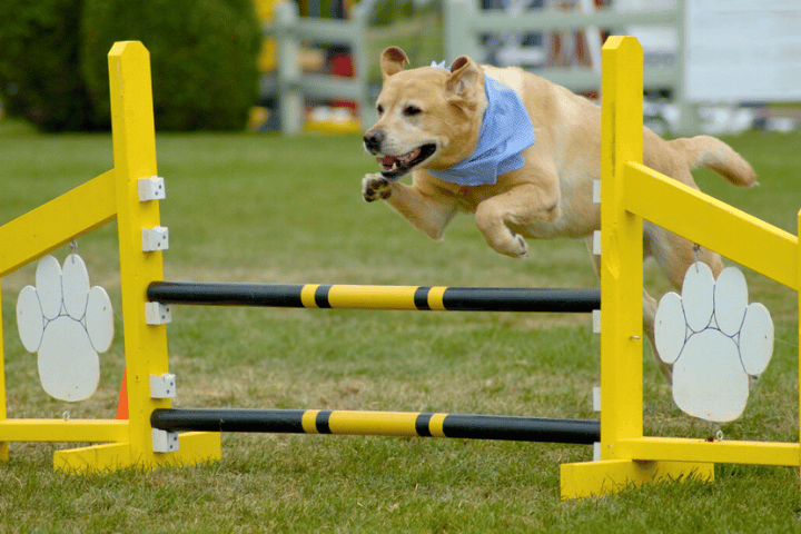 Agility Seminars - Working