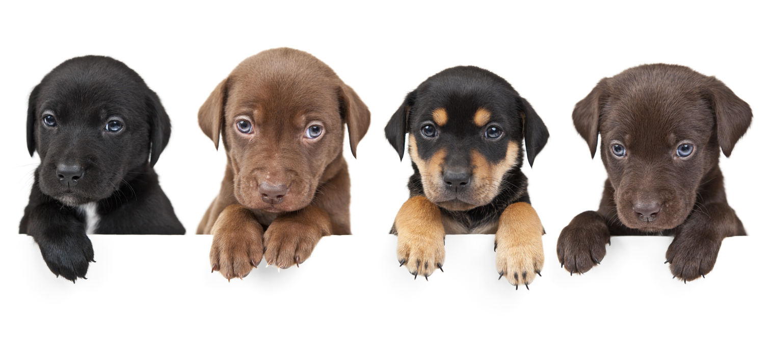 banner%20four%20puppy%20white%20background.jpg