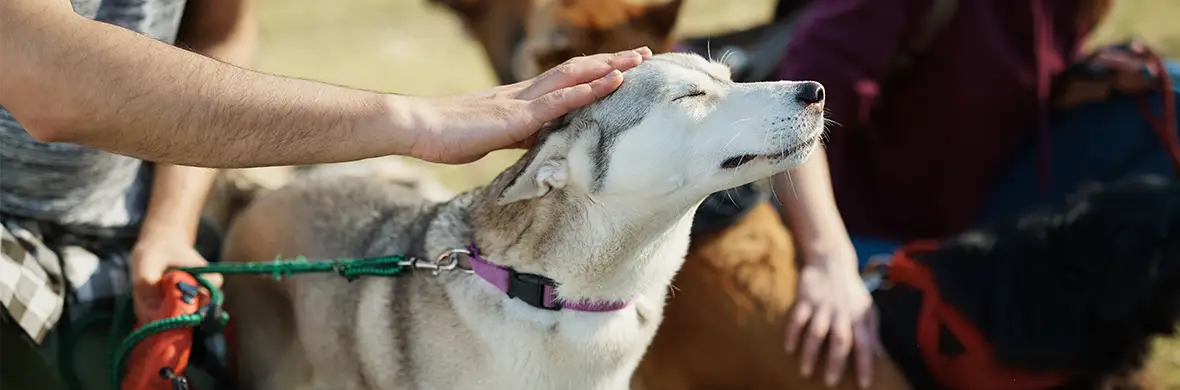 Step-by-step plan: how to build confidence in shy dogs