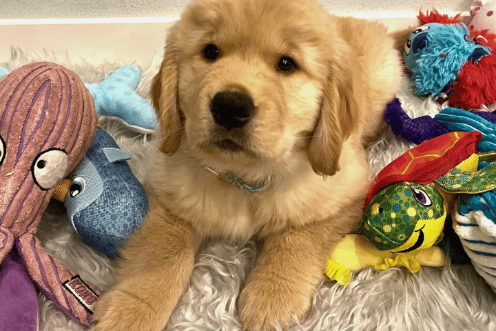 Before You Bring a Puppy Home