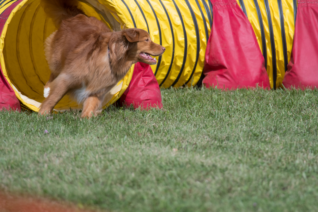 dog%20in%20tunnel%20wide.jpg