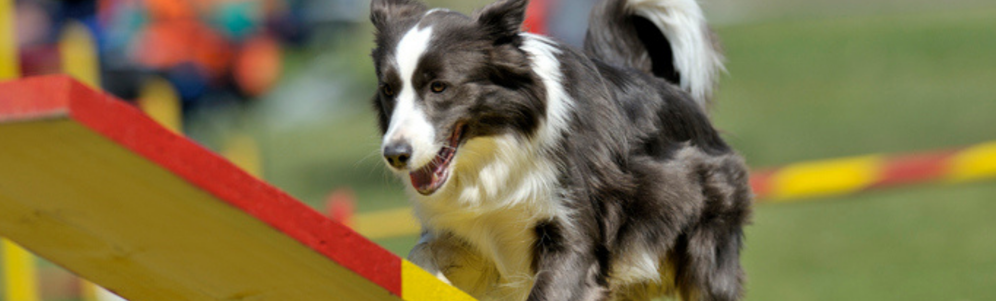 border%20collie%20teeter%201900%20600.png