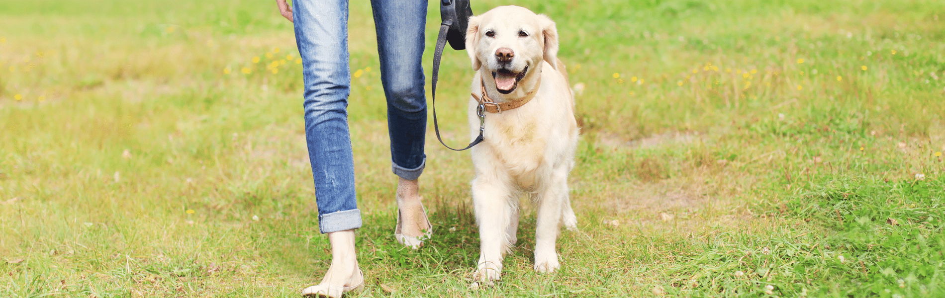 golden%20loose%20leash%20walking%20panaramic.png