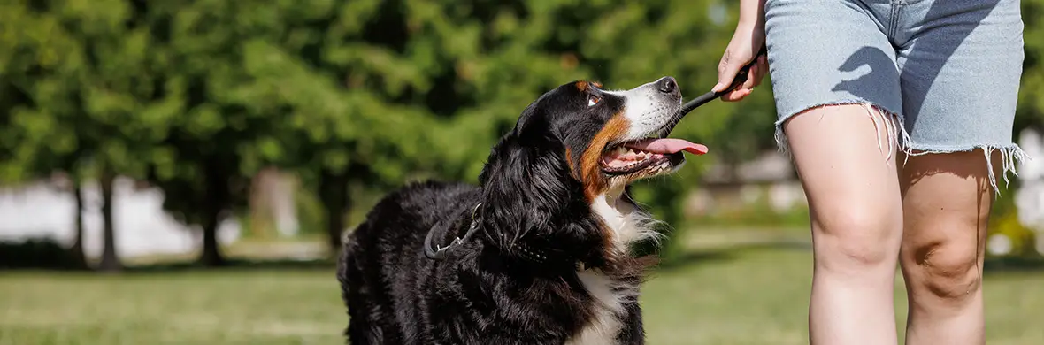 Focus-Dog-Training.webp