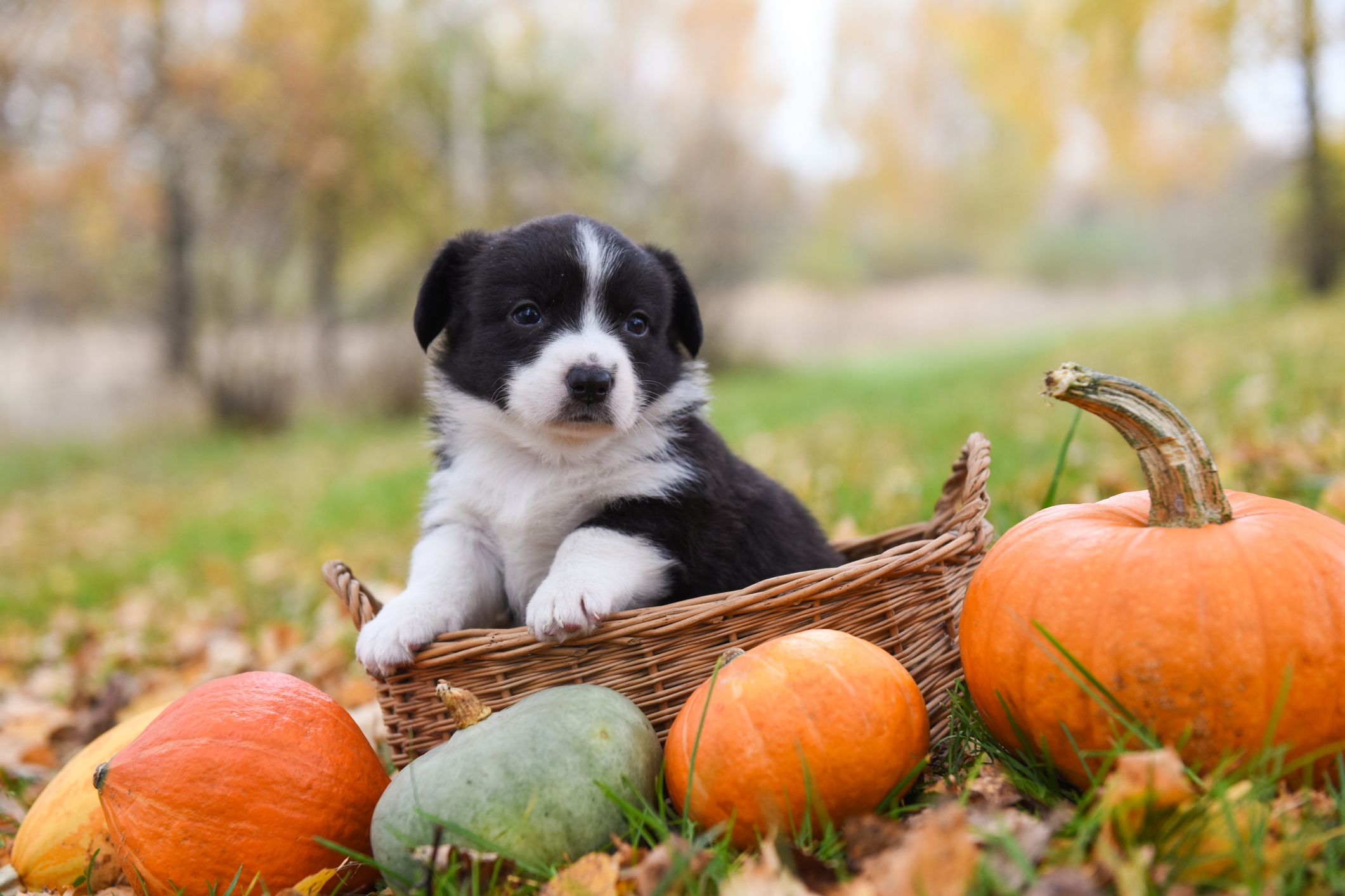 halloween%20fall%20puppy.jpg
