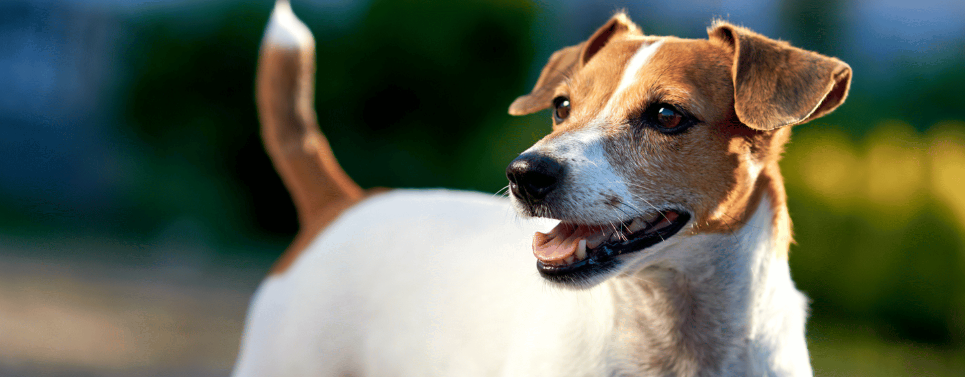 hero%20dog%20background%20.png