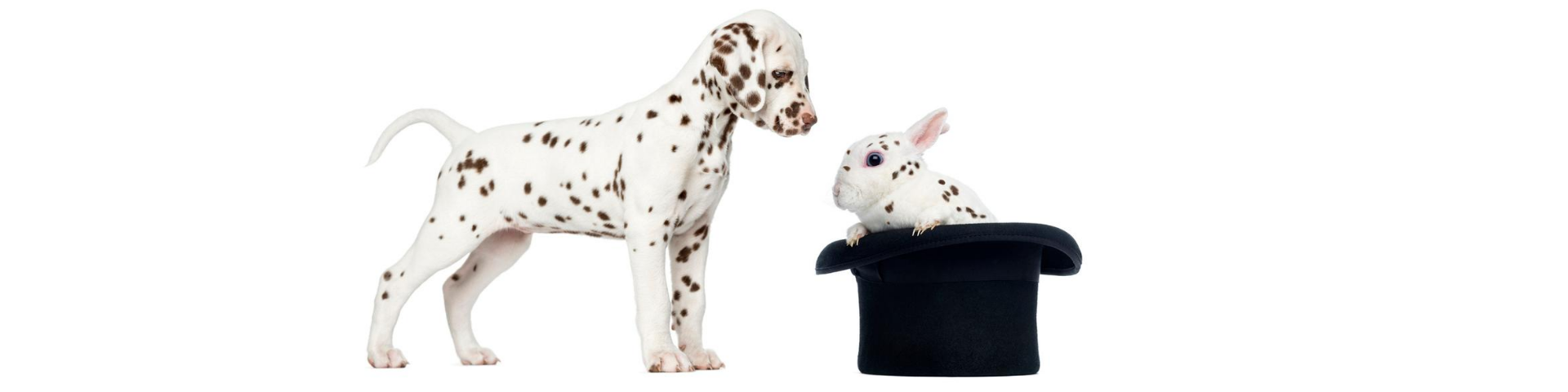 dalmation%20and%20rabbit%20in%20hat%201920%20x%20400%20no%20background.png