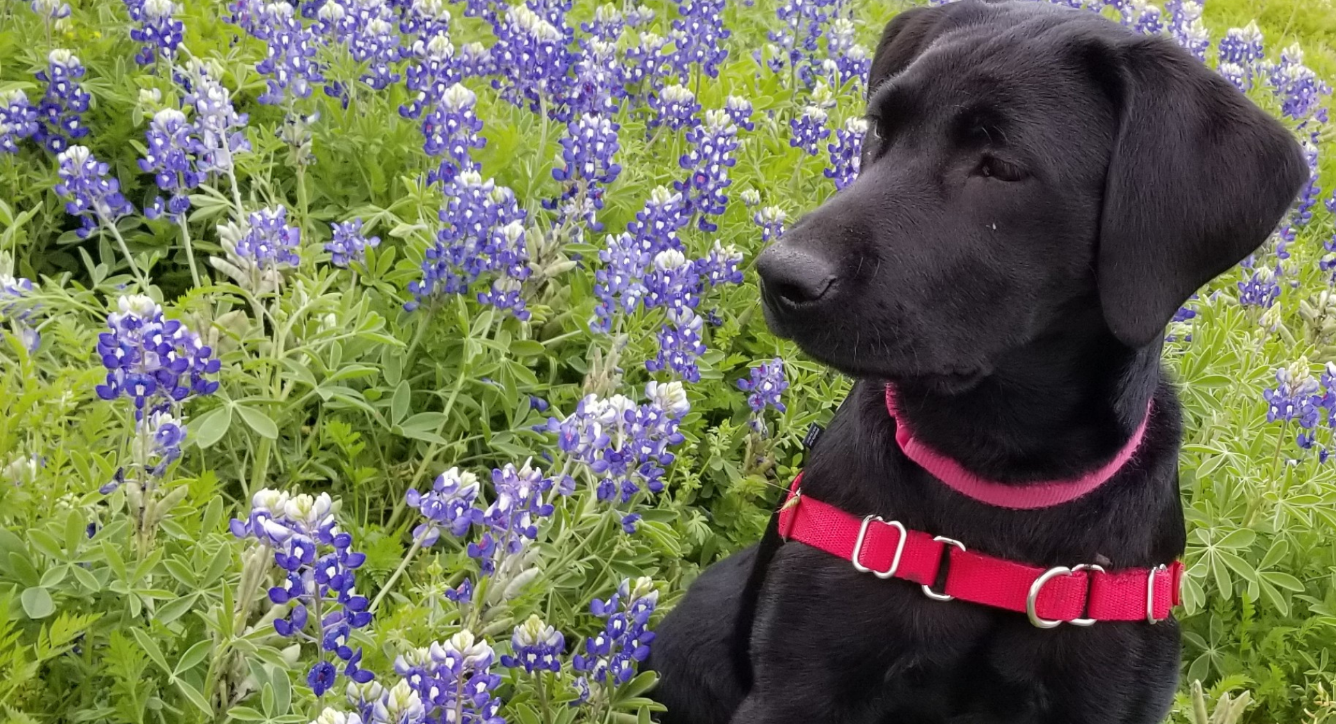 black%20lab%201920%201020%20bluebonnets.png