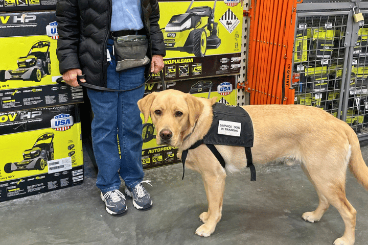Civilian Service Dog Training - Bring Your Own Dog