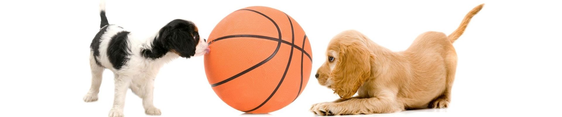 puppies%20with%20ball%201900%20400%20all%20white%20backgroun%20solid.jpg