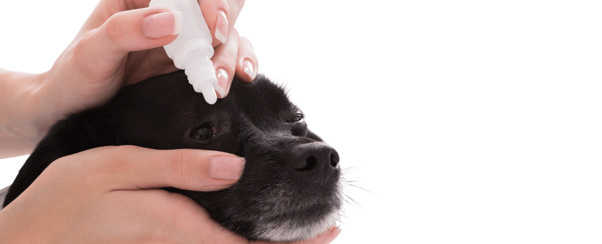 drops%20in%20puppy%20eye.png