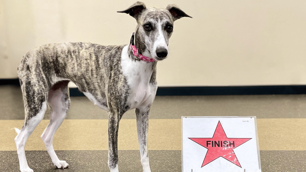 hero%20Ava%20Rally%20sign%20whippet%20%20%281280%20x%20720%20px%29.png