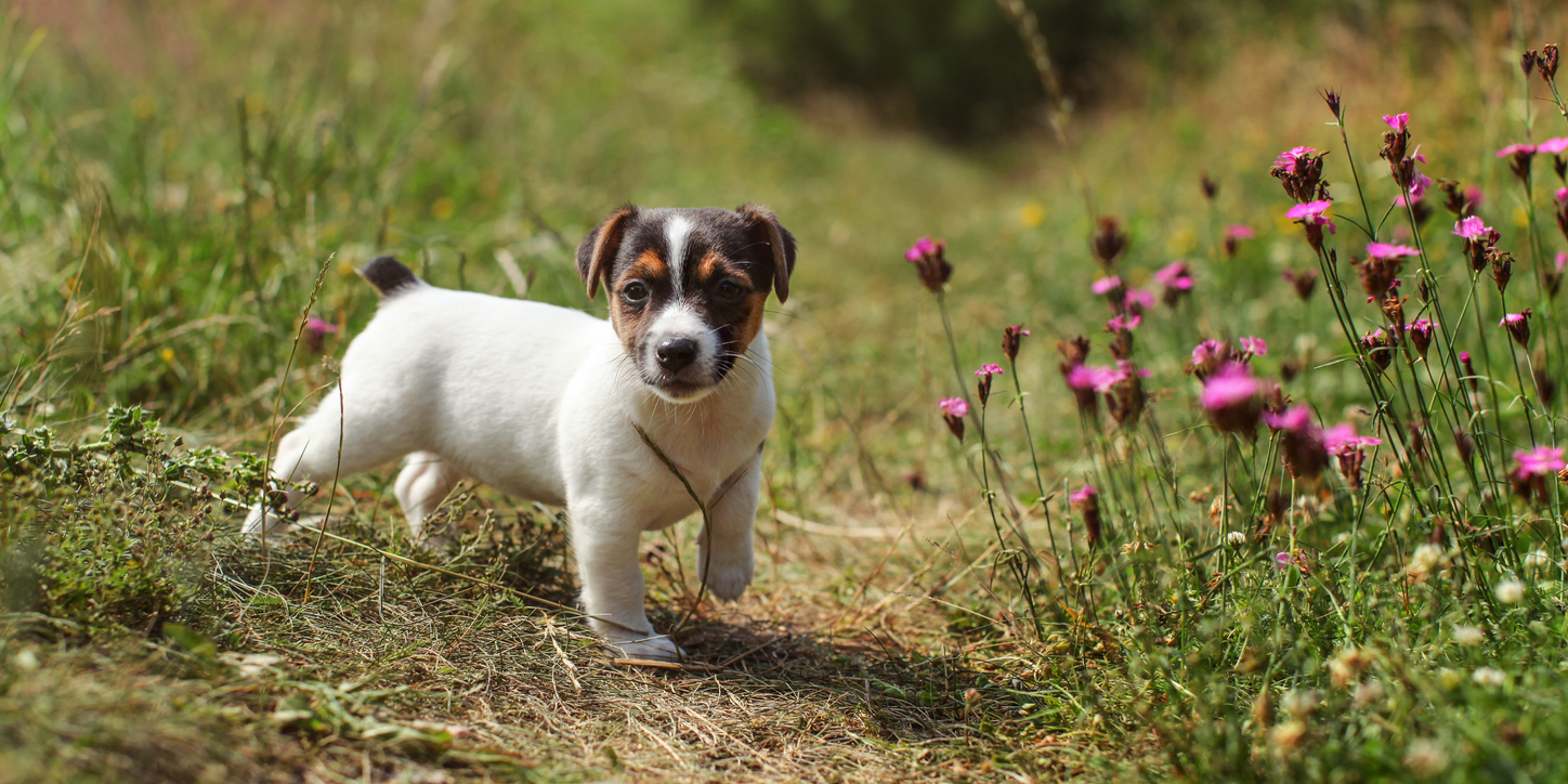 banner%20jack%20russel%20flowers%20puppy%20spring.jpg
