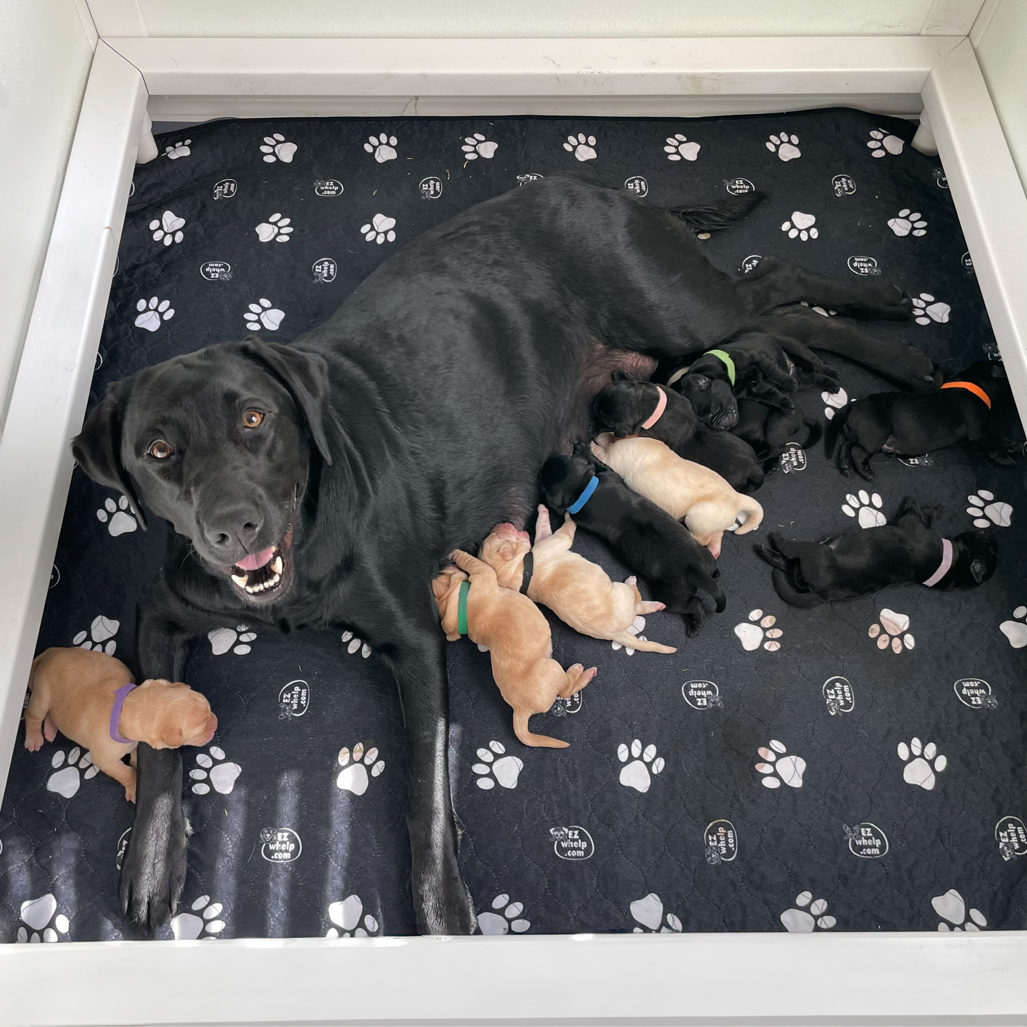 Volunteer Handler - Birth to 10-weeks Socialization Training