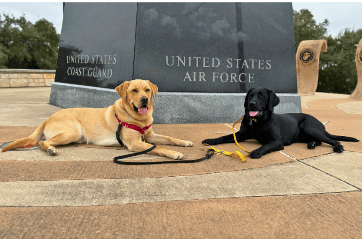 Socialization Outings For All Ages Service Dogs