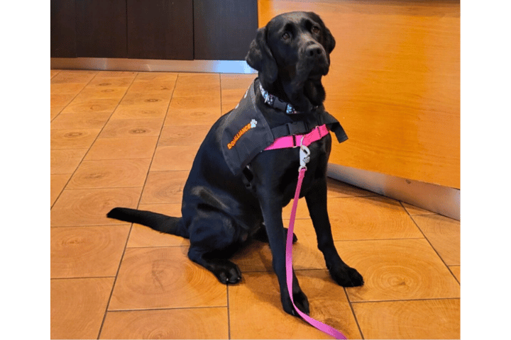 Service Dog Program Testing