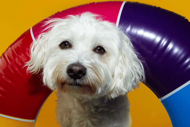 dog%20in%20tire%20720%20480.png