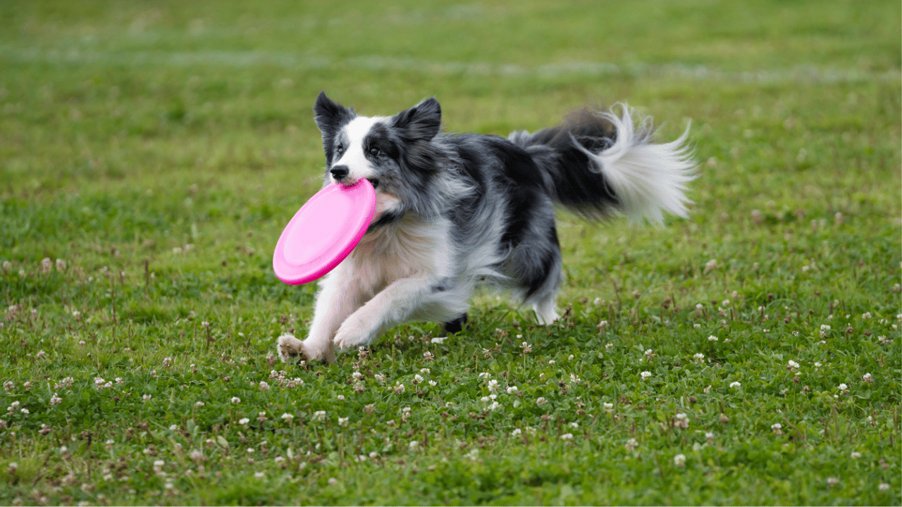 hero%20disc%20dog%20%20border%20collie%20disc%20%281280%20x%20720%20px%29.png