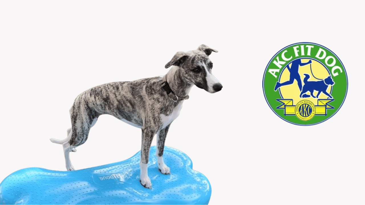 ava%20on%20peanut%20akc%20fit%20dog%20hero%20size.png