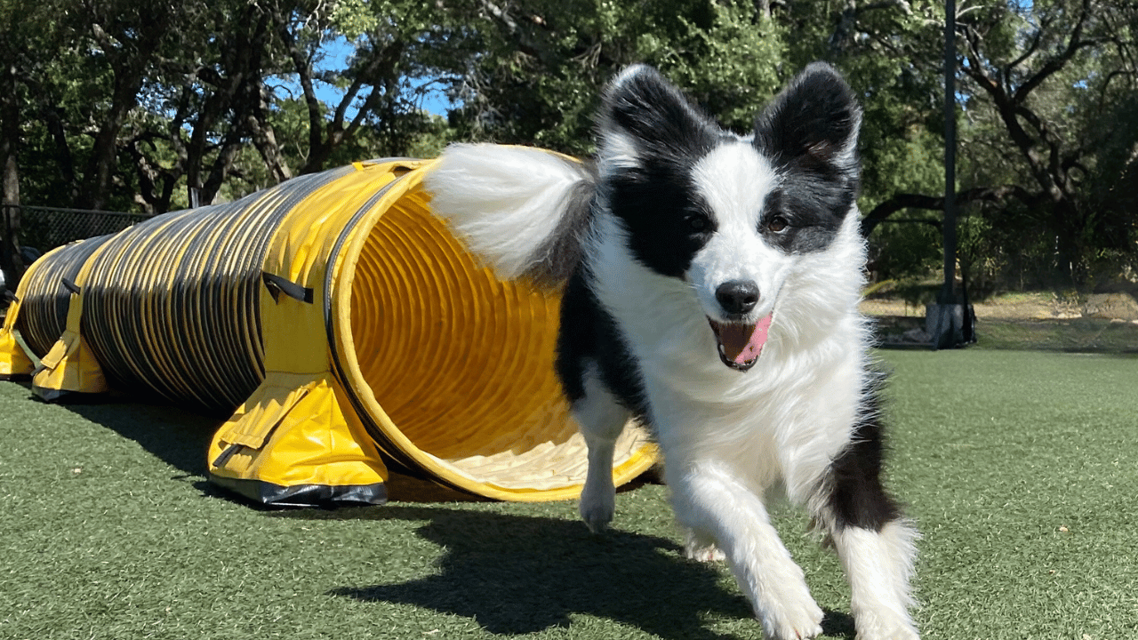 hero%20border%20fluffy%20tunnel%20agility%20%20%281280%20x%20720%20px%29.png