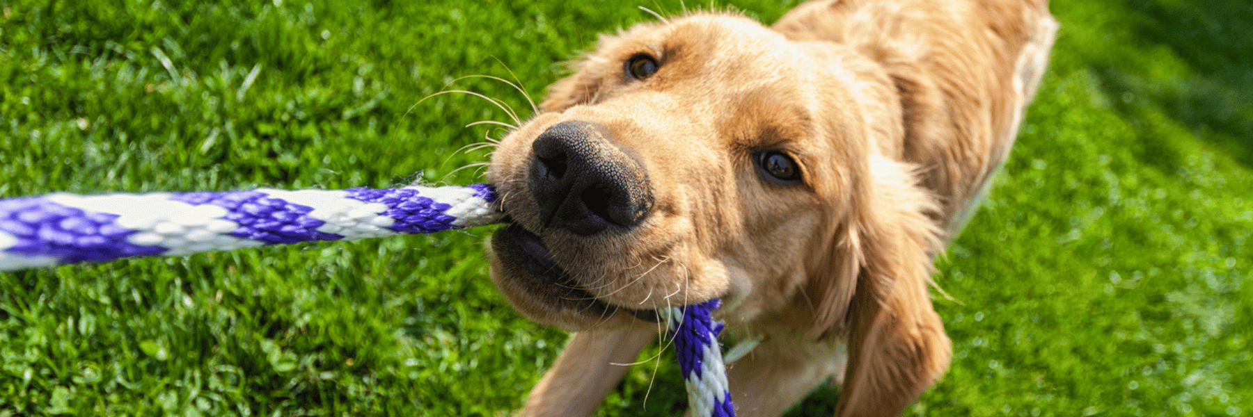 puppy%20tugging%20toy%20hero.png