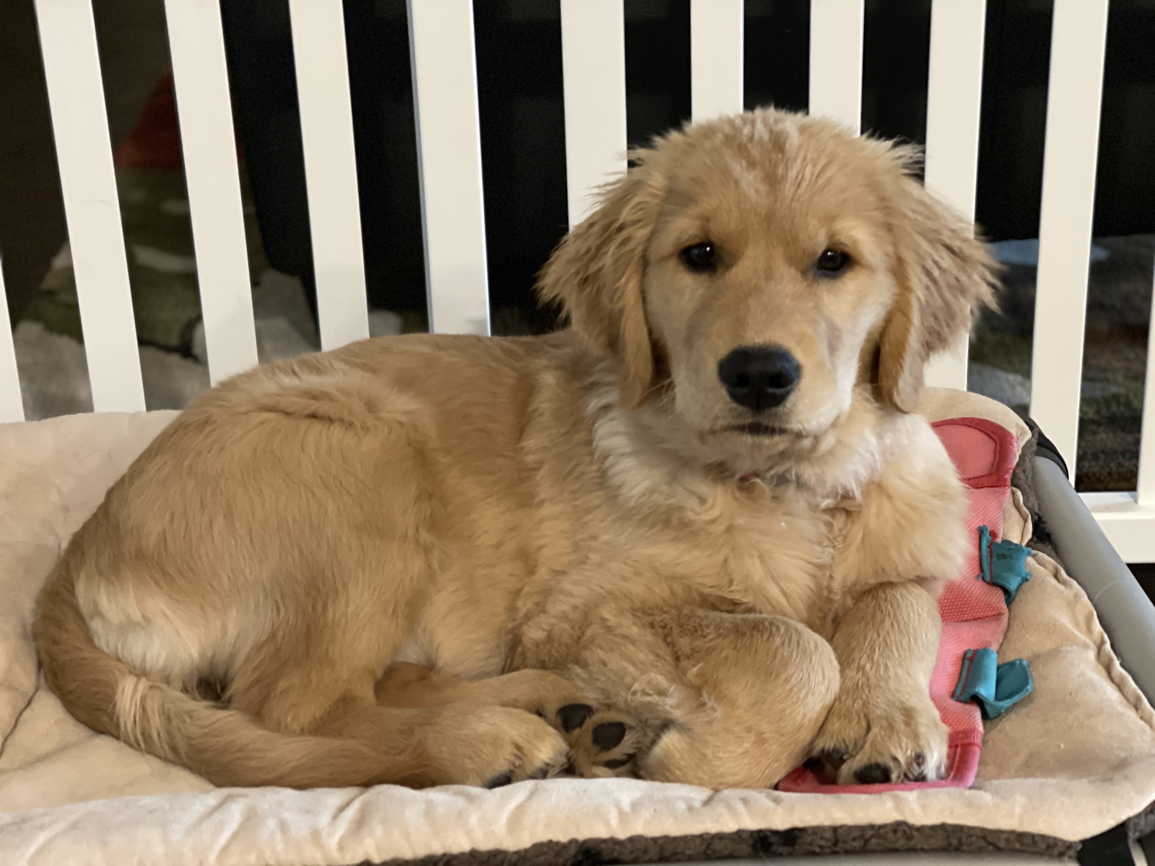 Volunteer to Foster and Train a Future Service Dog - The Dog ...