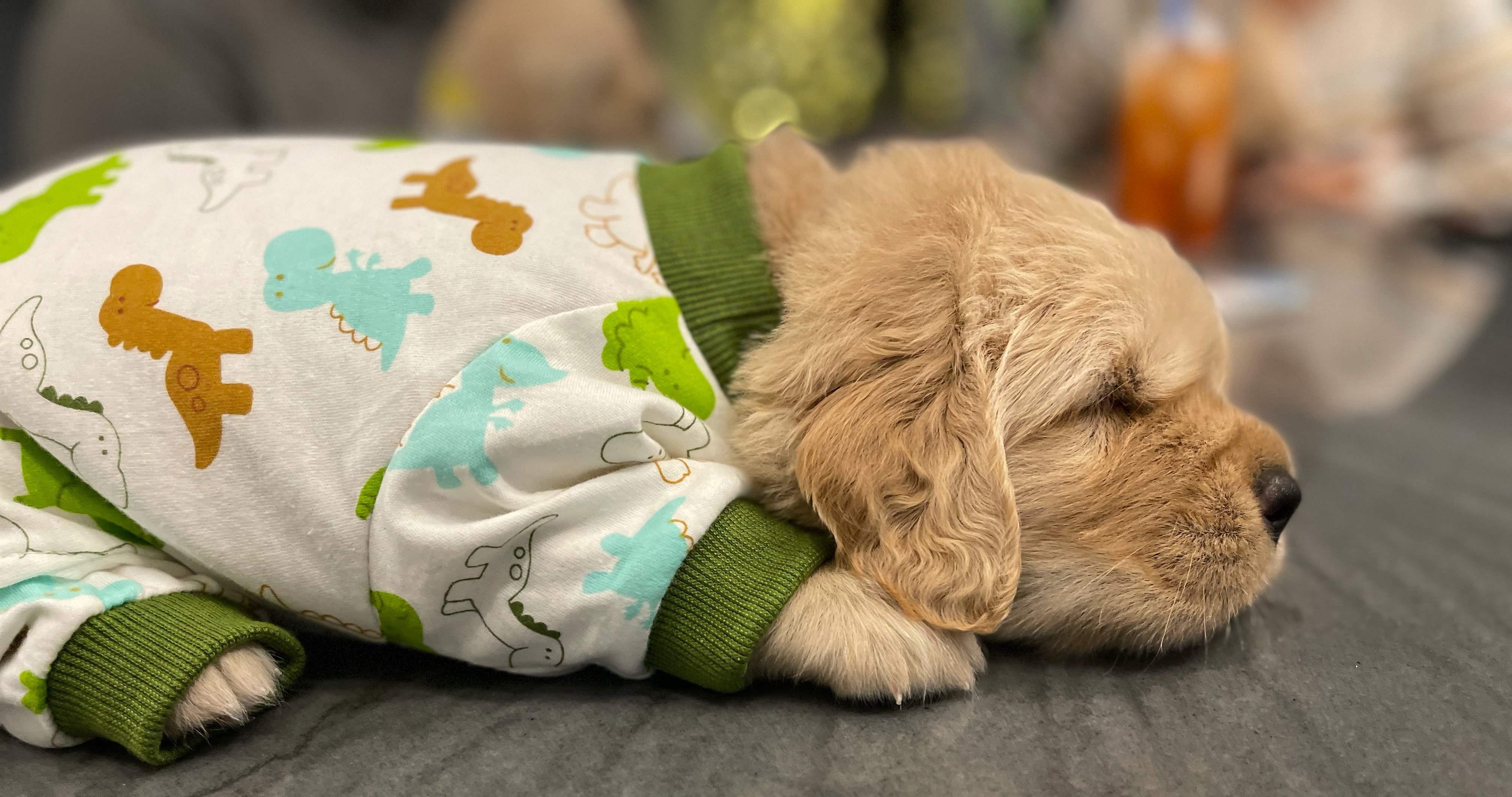 Golden%20puppy%20in%20Jammies.jpeg
