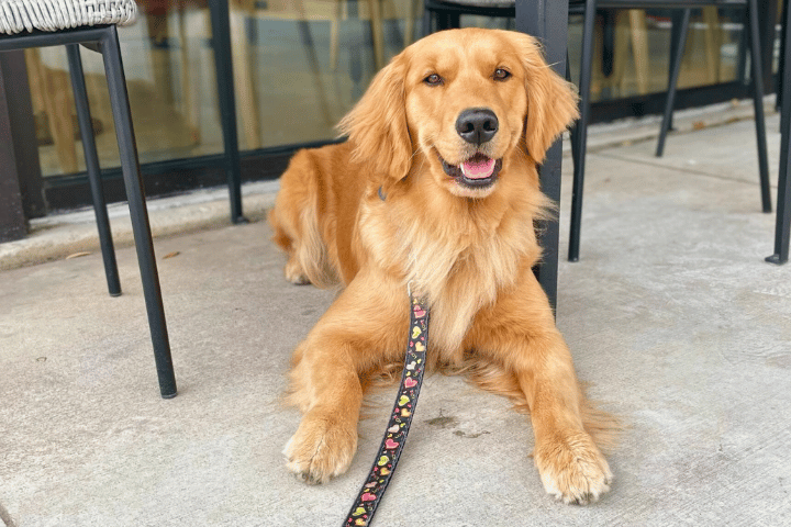 AKC Advanced Canine Good Citizen Evaluation