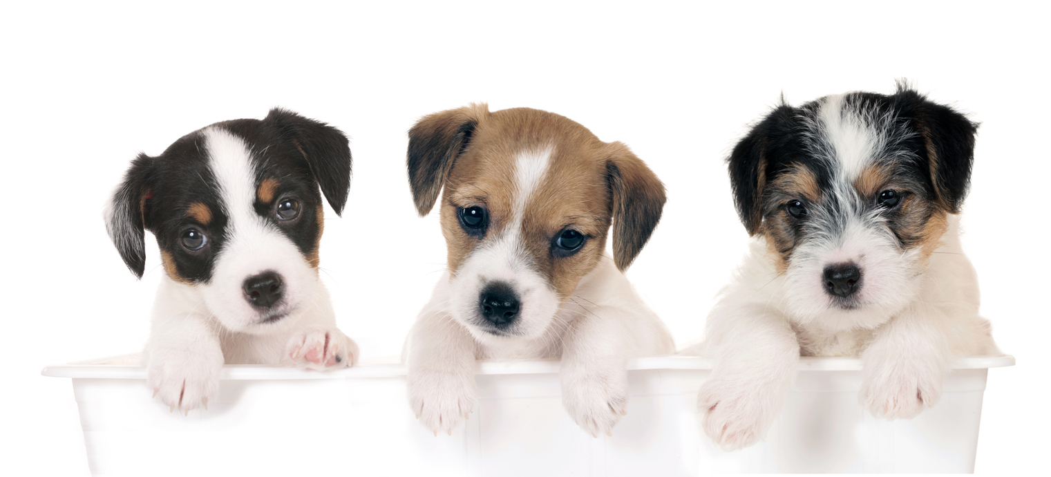 three%20parson%20puppies%20white%20background%20panaramic.jpg