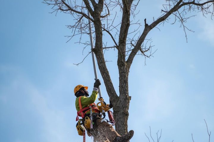Lantra Using a Powered Pole Pruner