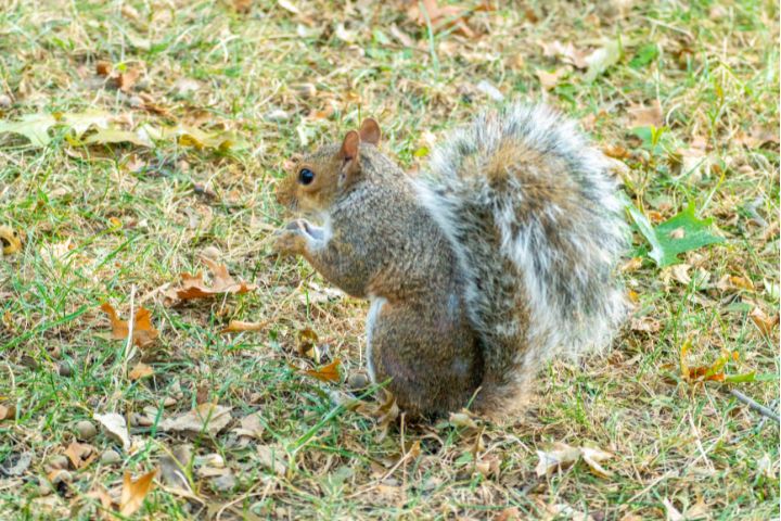 Lantra Grey Squirrel Control