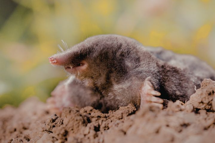 Lantra Rabbit and Mole Trapping