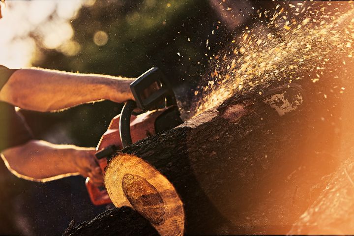 Lantra Chainsaw Maintenance, Cross-cutting, Felling and Processing Trees up to 380mm