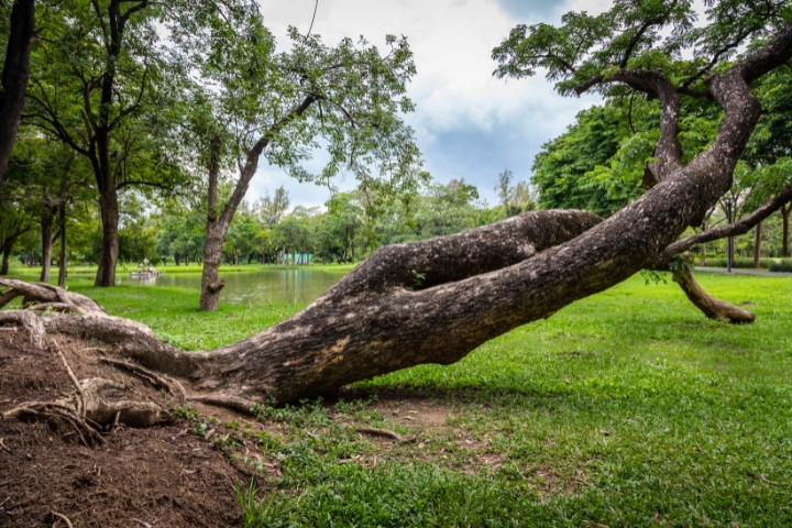 Lantra Severing Uprooted or Windblown Trees