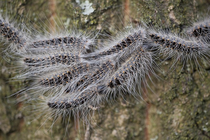 Oak Processionary Moth (Awareness and Removal)