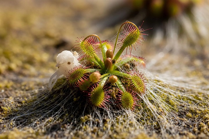 Invasive Non-native Species and Biosecurity Awareness