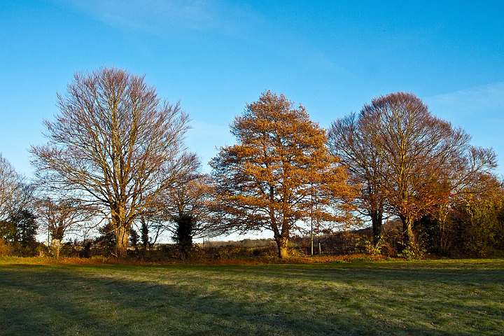 Writing a Woodland Management Plan (2 Day)