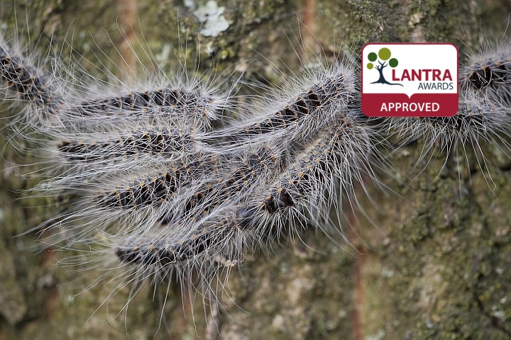 Oak Processionary Moth - Awareness and Removal (LANTRA Awards)